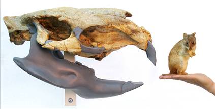 rodents.jpg