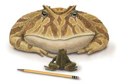 frog.jpg