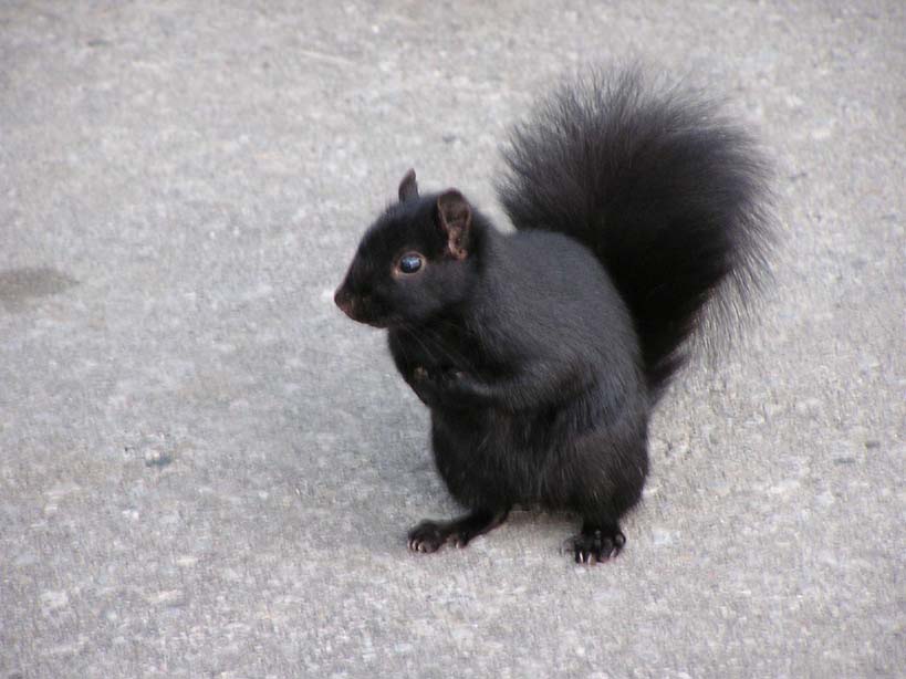 black_squirrel.JPG