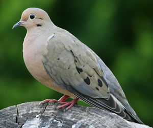 graymourningdove.jpg