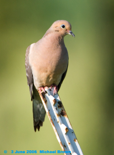 mourningdove.jpg