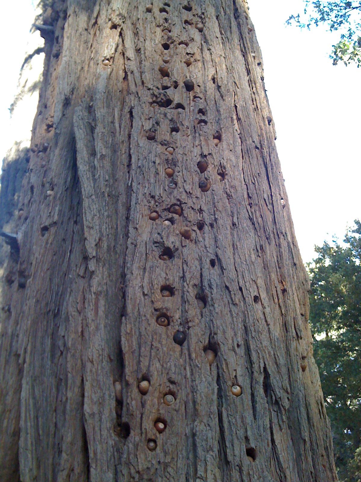 acorntree.jpg