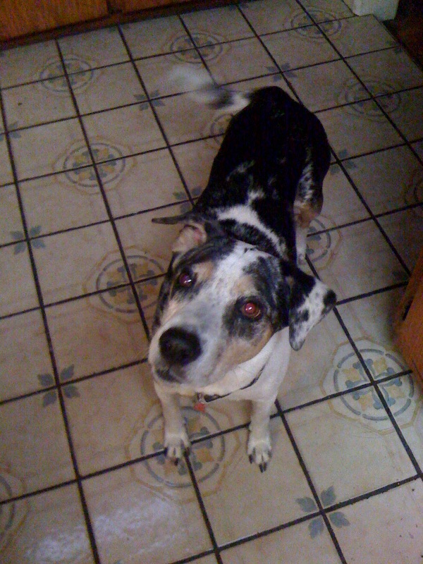 happydog.jpg