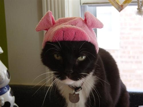 putuponcat.JPG