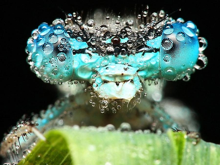 blue-dragon-fly.jpg
