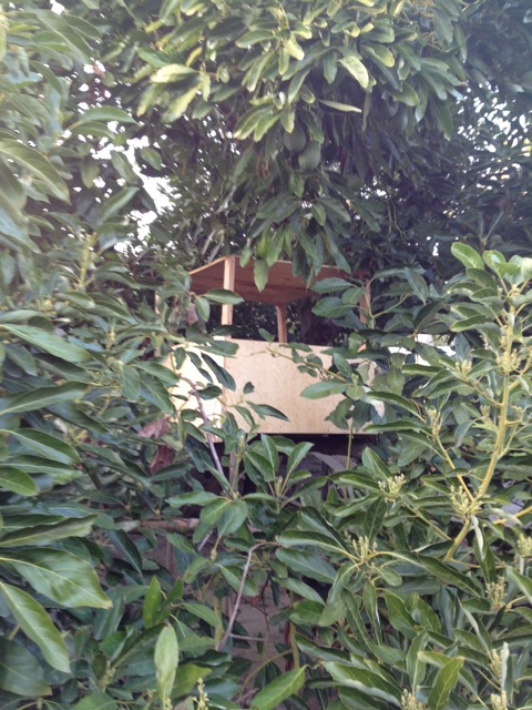 treehouse1.jpg