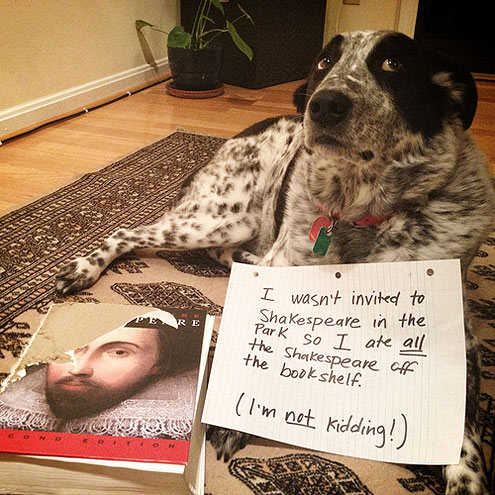 dogshaming-7